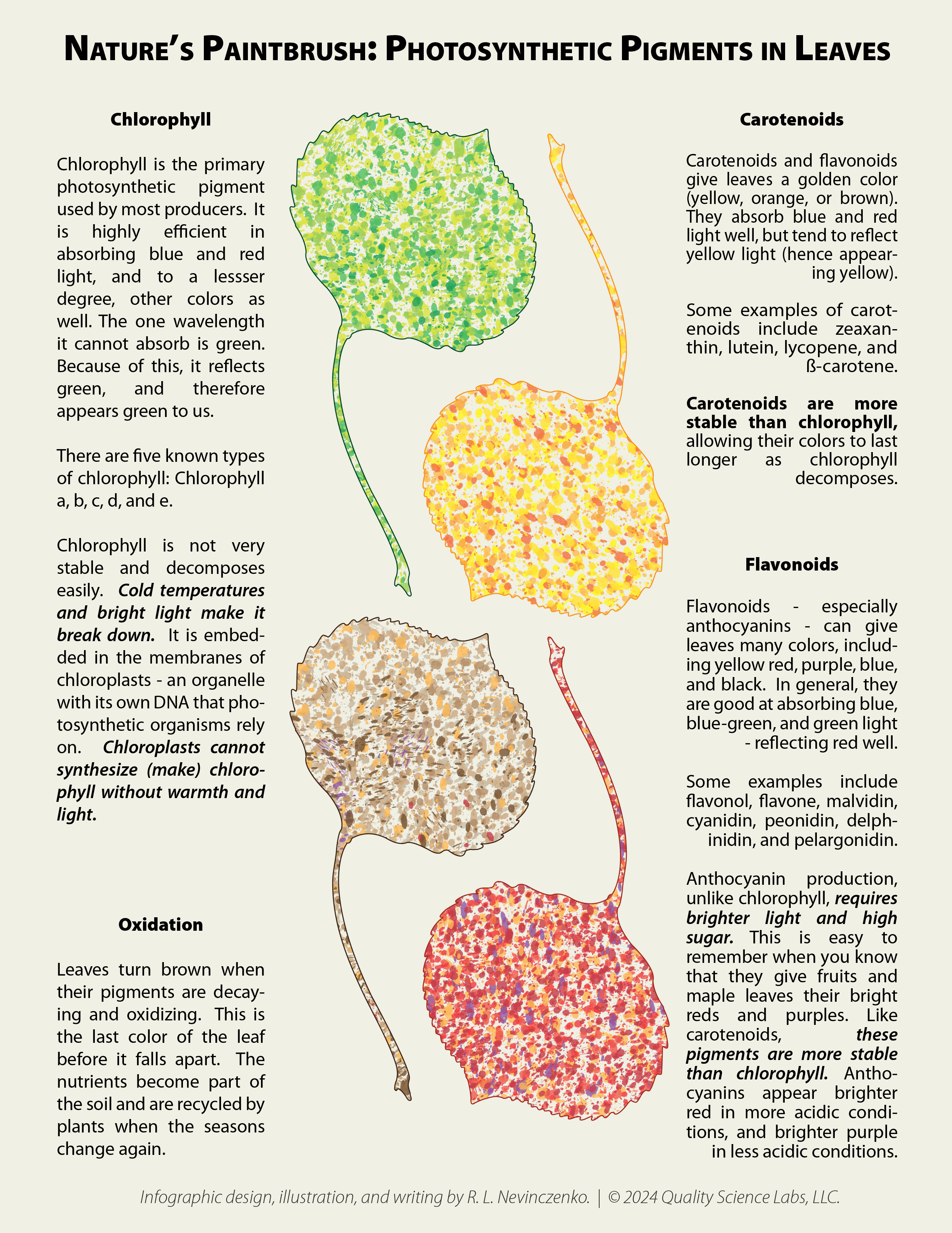Fall Colors - Leaf Pigments