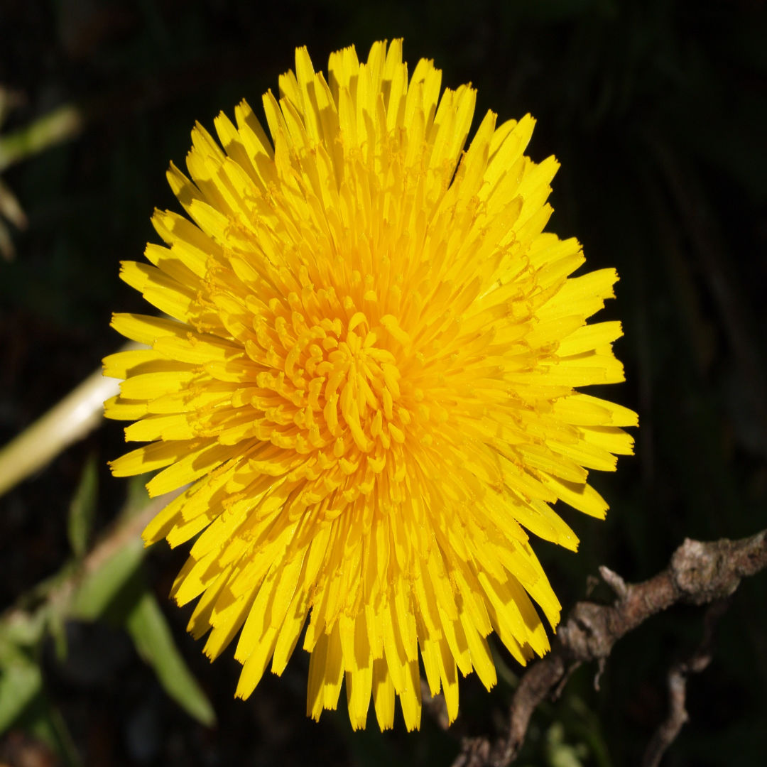 Dandelions