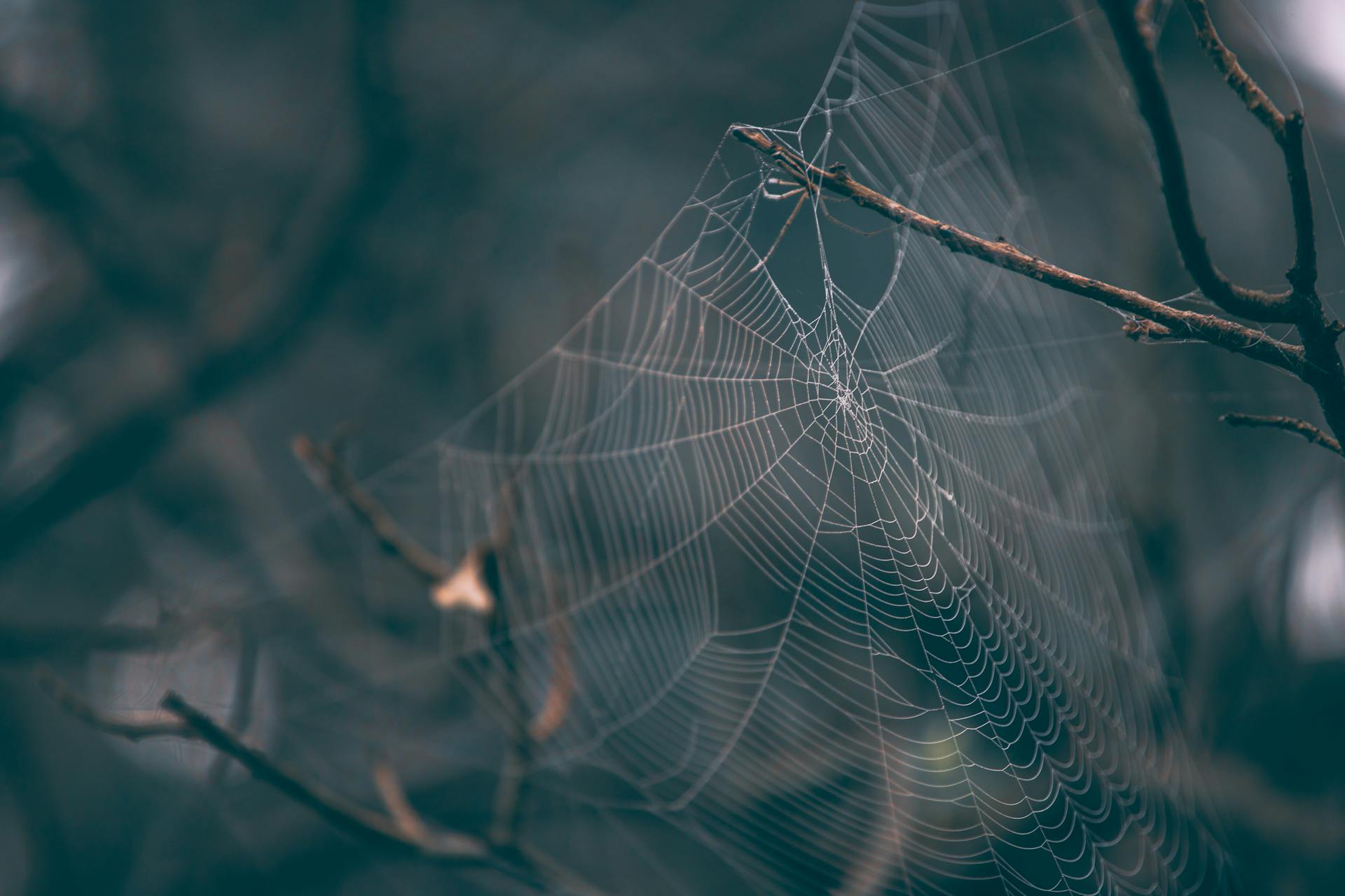 Spider Silk