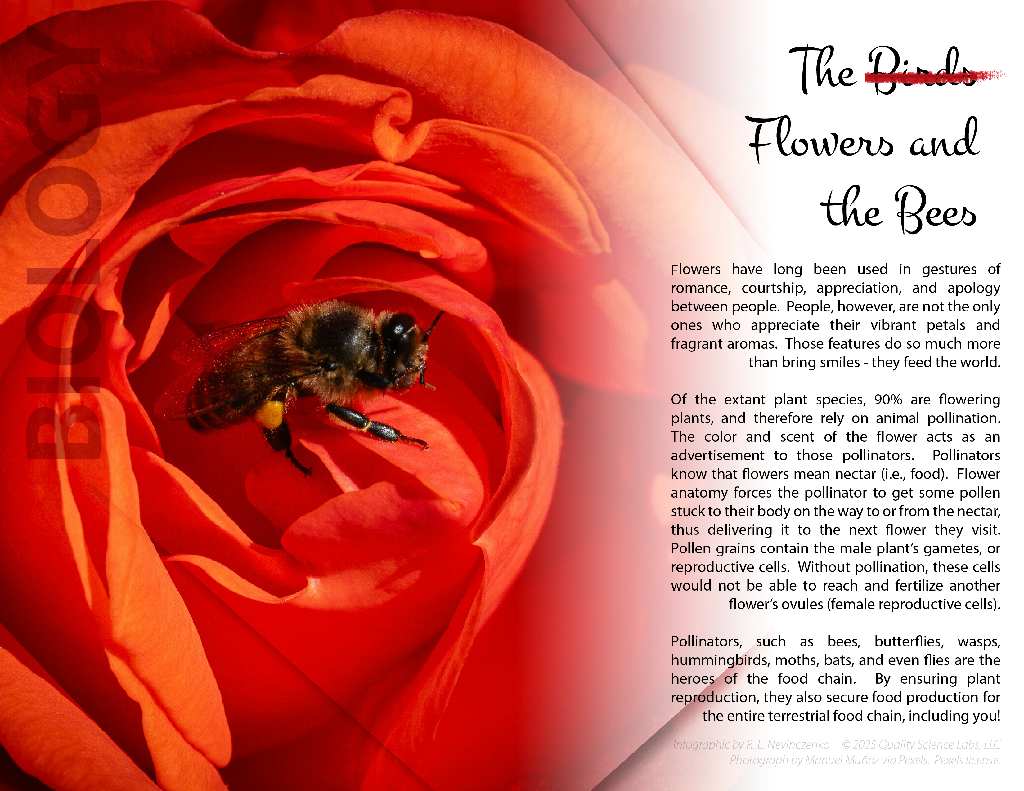 The Flowers and the Bees: Pollination